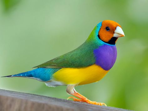 Orange-headed Gouldian Finch (Erythrura gouldiae), Butterf… | Flickr Lady Gouldian Finch, Gouldian Finch, Art Hobbies, Most Beautiful Birds, Australian Birds, Red Birds, All Birds, Exotic Birds, Cute Birds