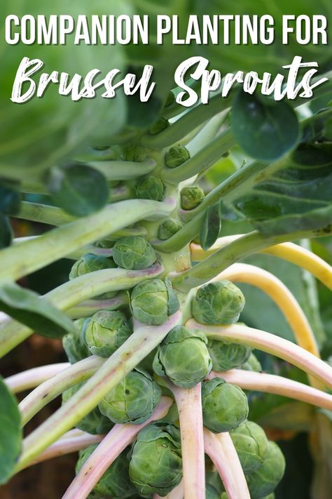 Unlock the benefits of companion planting for Brussels sprouts. Boost yields, deter pests, and enhance garden health with these tips. When To Harvest Carrots, Best Companion Plants, Easy Vegetables To Grow, Vegetable Garden Tips, Succession Planting, Organic Mulch, Victory Garden, Companion Plants, Thriving Garden