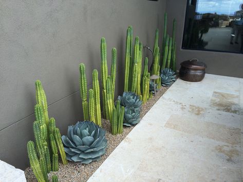 Cactus Patio Ideas, Backyard Cactus Garden, Cactus Landscaping Ideas, Modern Desert Landscaping Backyards, Cactus Yard Landscaping, Joshua Tree Landscaping, Jardin Cactus Exterior, Arizona Plants Backyards, Cactus Front Yard Landscaping