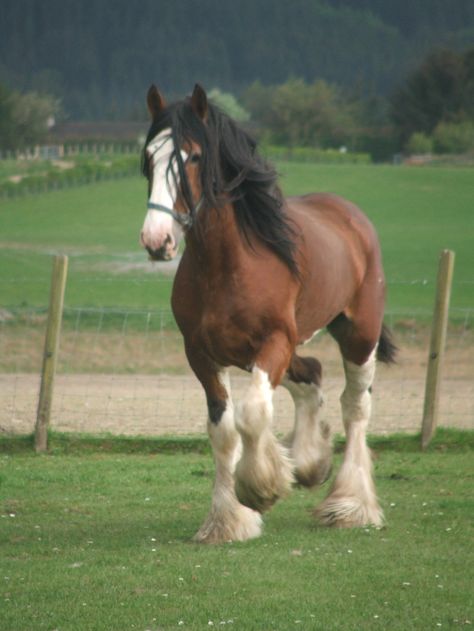 Clydesdale Horses Budweiser, Farm Horses, Clydesdale Horse, Budweiser Clydesdales, Clydesdale Horses, Draft Horse, Big Horses, Horse Names, Work Horses