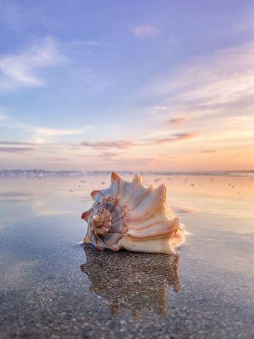 Seashell Reflection Whelk Shell, Fort Myers Beach Florida, She Sells Seashells, Spartina 449, Fort Myers Beach, A Love Letter, Cute Simple Wallpapers, High Tide, Florida Usa