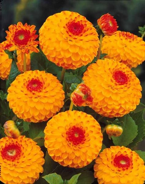 Dahlia pompon 'Sunny Boy' Dahlia Pompon, Chrysanthemum Seeds, Chrysanthemum Plant, Orange Plant, Herbaceous Perennials, Dahlia Flower, Beautiful Rose Flowers, Flowers Perennials, Exotic Plants