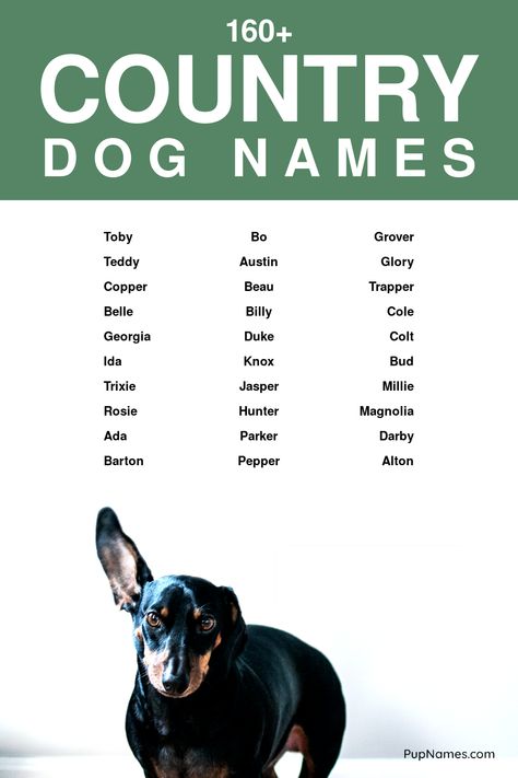 country dog names Celestial Names, Beautiful Dog Names, Country Dog Names, Names Beginning With B, Dogs Names List, Girls Pick, Boy Dog Names, Names Starting With A, Spotty Dog