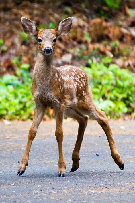 Animals In Action, Deer Reference, Deer Photography, Fawns Deer, Deer Photos, Animal Action, Deer Pictures, Deer Family, Roe Deer