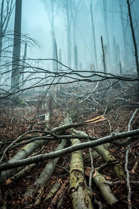 fallen by storm trees in forest #Ad , #Ad, #fallen, #storm, #trees, #forest Destroyed Forest, Flooded Forest, Storm In Forest, Stormy Forest Aesthetic, Forest After Rain, Fallen Tree In Forest, Forest Falls, After The Storm, Yay Images