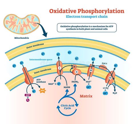 Membran Sel, Oxidative Phosphorylation, Citric Acid Cycle, Cell Metabolism, Creative Ppt, Electron Transport Chain, Plant And Animal Cells, Chemical Energy, Basic Anatomy And Physiology