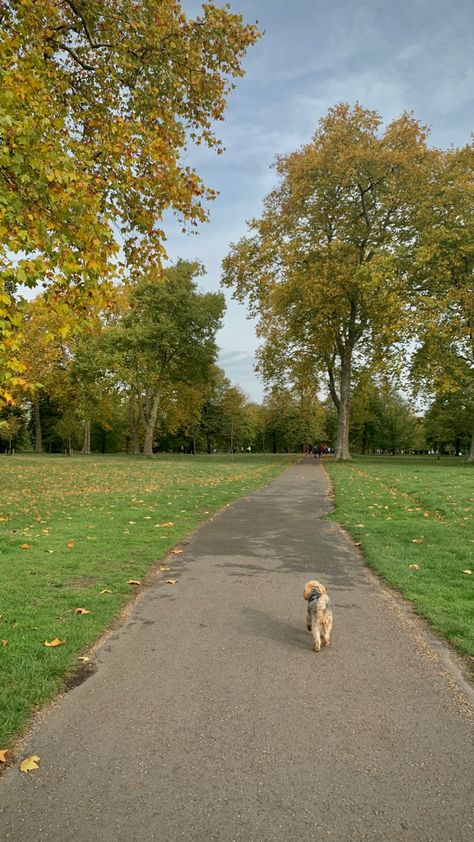 dog walk Vision Board Pictures Walking, Dogs Walking Aesthetic, Walking My Dog Aesthetic, Summer Dog Walk Aesthetic, Park Walks Aesthetic, Valleys Aesthetic, Walk Dog Aesthetic, Walking Dogs Aesthetic, Dog Care Aesthetic