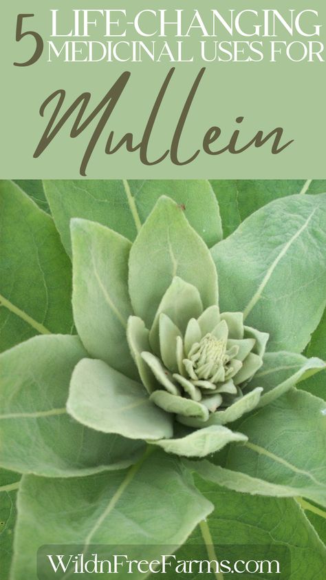 Foraging Mullein How To Use Mullein, Mullien Leaf Salve, How To Use Mullein Leaves, Drying Mullein Leaves, Mullen Salve, How To Dry Mullein Leaves, Mullein Tincture Recipe, Mullein Salve, Mullein Leaf Benefits