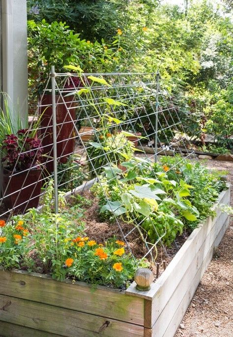 Cattle Panel Trellis, Garden Trellis Designs, Cucumber Trellis, Diy Garden Trellis, Trellis Ideas, Vertical Herb Garden, Backyard Vegetable Gardens, Garden Area, Veg Garden