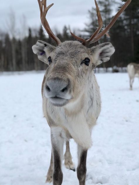 Pet Reindeer, Reindeer Cute, Christmas Wallpaper Reindeer, Deer Wallpaper, Deer Species, White Reindeer, Deer Photos, Baby Reindeer, Christmas Memes