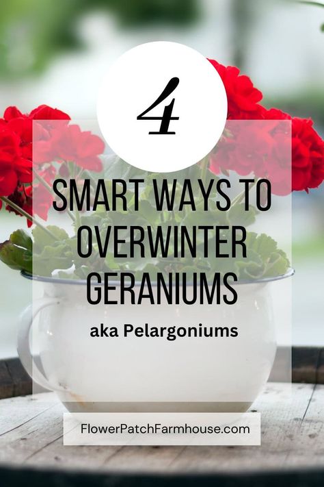 Easy ways to Overwinter Geraniums Indoor Geranium House Plants, Bringing Geraniums Inside, Over Winter Geraniums, How To Winterize Geraniums, How To Overwinter Geraniums, How To Propagate Geraniums, Pruning Geraniums, Overwinter Geraniums, Geraniums In Pots