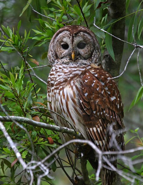 Awesome Owls, Barn Owls, Owl Photography, Barred Owl, Owl Photos, Hoot Owl, Owl Pictures, Owl Gifts, Beautiful Owl