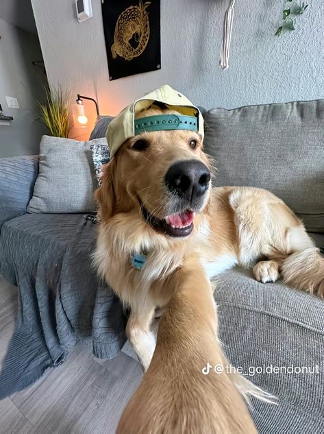 Backwards Cap Aesthetic, Goofy Golden Retrievers, Silly Golden Retriever, Funny Dog Pfp, Funny Golden Retriever Pictures, Cute Dog Pfp, Funny Golden Retrievers, Golden Retriever Meme, Golden Retriever Aesthetic