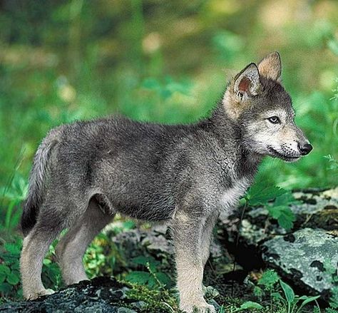 Grey Wolf Cub Wolf Puppy, Baby Wolves, Wolf Images, Baby Wolf, Wolf Pup, Gray Wolf, Wolf Wallpaper, Wolf Love, Wolf Pictures