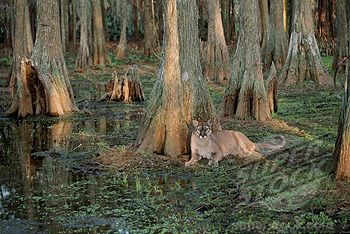 Florida Panther, Cypress Swamp, River Rat, Panther Art, Bald Cypress, Poster Size Prints, Vintage Florida, Old Florida, Florida Usa