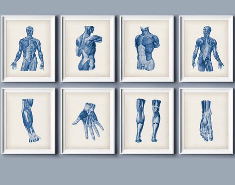 "Set of 8 Musculature Art Human Anatomy Art Physiology Art Medical Painting Massage Room Decor Physiotherapist Office Wall Art Thank you for visiting my shop! BUY 2 GET 2 FREE You can download and print my arts in sizes 5x7\" 8x10\" 11x14\" 12x16\" 16x20\" If you need other sizes, write to me  and I will definitely send them in the right size to your email Best regards, Alex" Blue Massage Room, Physical Therapy Decor, Physical Therapy Wall Art, Deco Cabinet Medical, Physiotherapy Room Decor, Waiting Room Design Medical, Medical Painting, Physiology Art, Art Human Anatomy