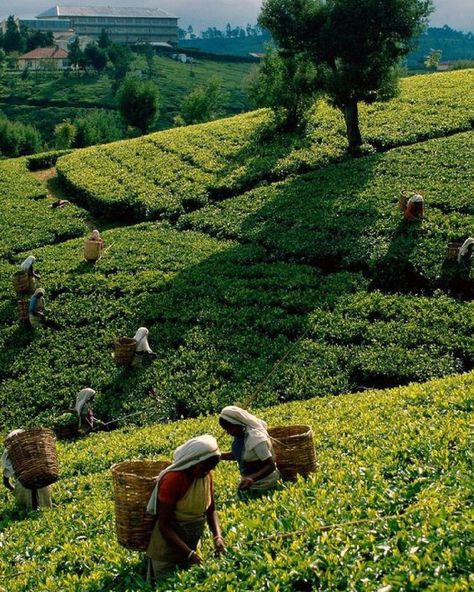 Agriculture Pictures, Tea Wallpaper, Darjeeling Tea, Tea Farm, Tea Estate, Black And White Art Drawing, Travel Pictures Poses, Munnar, Working Women