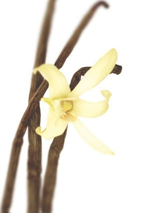 Vanilla Flower Vanilla Oil, Homemade Pantry, Perfume Jewelry, Natural Laundry, Vanilla Orchid, Oil Benefits, Bean Paste, Soy Wax Melts, Fete Halloween