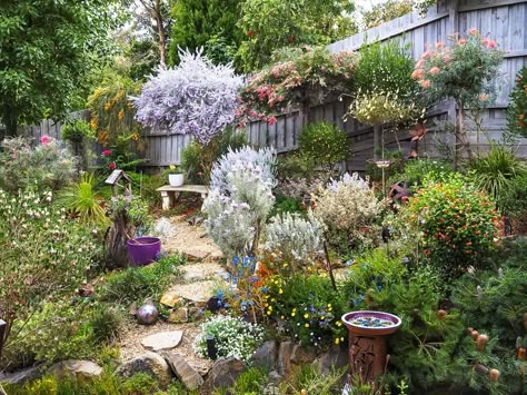 10 tips for a tranquil garden - Australian Native Plants Society (Australia) Tranquil Courtyard Garden, Australian Native Rockery Garden, Rural Gardens Australia, Small Native Garden Australia, Australian Native Courtyard Garden, Small Courtyard Gardens Australia, Native Cottage Garden Australian, Front Garden Australia, Small Native Australian Garden