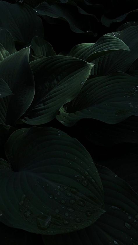 Leaves Wallpaper Iphone, Aesthetic Image, Green Leaf Background, Dark Black Wallpaper, Dark Green Aesthetic, Slytherin Aesthetic, Black Background Wallpaper, Plant Wallpaper, Plant Aesthetic