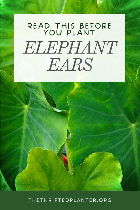 Elephant Ear Plants Upright Elephant Ears Plants, Landscape With Elephant Ears, How To Plant Elephant Ears In Pots, Elephant Ears Front Yard, Elephant Ear Garden Ideas, Giant Elephant Ear Plant Landscaping, Types Of Elephant Ear Plants, Mammoth Elephant Ears Plants, When To Plant Elephant Ear Bulbs