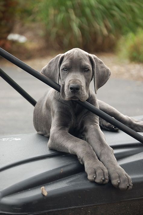 12 Realities That New Great Dane Owners Must Accept Blue Great Dane Puppies, Dog Goals, Blue Great Dane, Blue Great Danes, Dane Puppies, Great Dane Puppy, Dane Dog, Great Dane Dogs, Great Dane