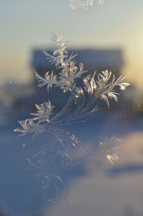 Frosted Window, I Love Winter, Winter Scenery, Winter Is Here, Snow Queen, Winter Wonder, Winter Aesthetic, Winter Photography, Winter Landscape