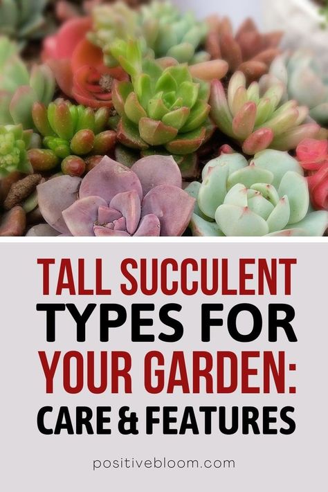 Read on some amazing tall succulent types, learn some basic information about them as well as some tips and tricks for care for each plant mentioned. Tall Succulents, Gardening 101, Garden Care, Gardening Tips, Tips And Tricks, Succulent