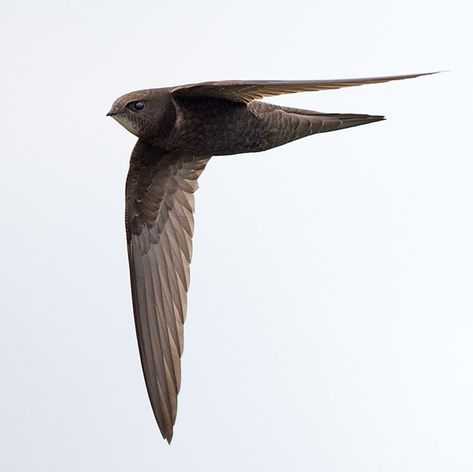 Common Swift by Andrew Moon - BirdGuides Swifts Birds, Common Swift, Swift Bird, Bird Identification, Swallow Bird, Gold Poster, Rare Birds, Swallows, Birds Tattoo