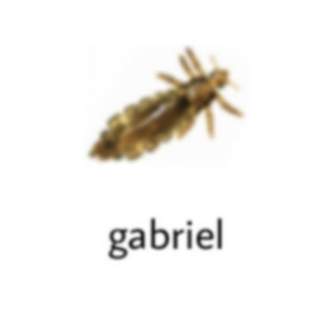 Blurry Bugs With Human Names, There Are Bugs Under Your Skin, Blurry Insects With Names, Low Quality Bug Names, Blurry Bugs With Name, Bug With Name, Bugs With Human Names, Insects With Names, Blurry Bugs With Names