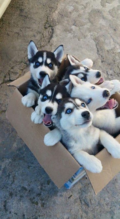 Healthiest Dog Breeds, Cute Husky Puppies, Top Dog Breeds, Husky Puppies, Super Cute Puppies, 강아지 그림, Really Cute Dogs, Baby Animals Pictures