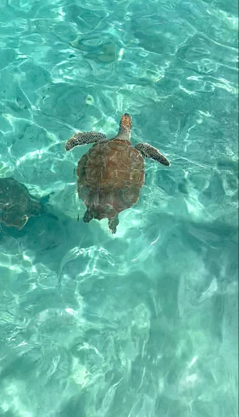 Ocean Wallpaper Turtle, Swim With Turtles, Swimming With Turtles, Turtle Beach Aesthetic, Swimming With Sea Turtles, Vacation Images, Turtle Wallpaper, Zanzibar Turtles, Snorkeling With Sea Turtles