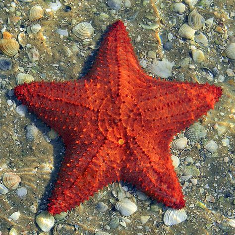 Oreaster reticulatus - Red Cushion Sea Star | Another photo … | Flickr Sea Invertebrates, Starfish Species, Starfish Project, Sea Of Stars, Color Symbolism, Red Cushion, Water Animals, Beautiful Sea Creatures, Aquatic Life