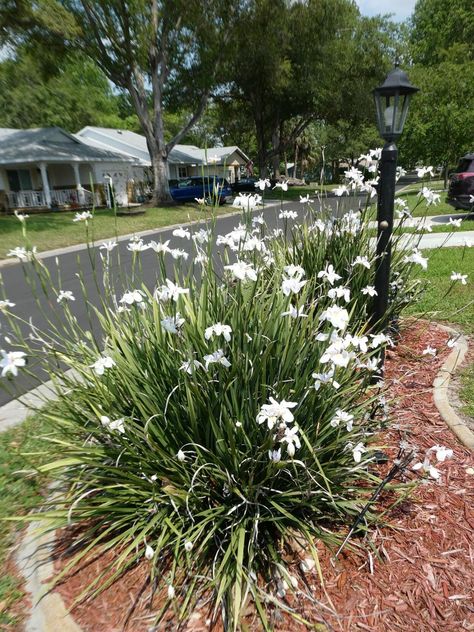 Florida Plants Landscaping, African Iris, Florida Landscaping, Florida Plants, North Garden, Commercial Landscaping, Mediterranean Garden, Backyard Fences, Tropical Landscaping