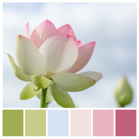 Lotus Flower Interior Design, Lotus Colour Palette, Lotus Flower Color Palette, Lotus Color Palette, Blossom Color Palette, Flower Colour Palette, Lotus Flower Colors, Six Photo, Photo Note Cards