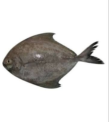 The  black pomfret is a species of carangid native to reefs of the Indian Ocean and the western Pacific Ocean, where it is found at depths from 15 to 105 m, though it is rarely found deeper than 40 m. This species grows to 75 cm in total length and is very important to local commercial fisheries. Pomfret Fish, Bird Tree, Indian Ocean, Pacific Ocean, Reptiles, The Black, Birds, Fish, Animals