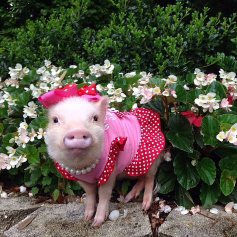 Mini pig wearing red polka dot dress outfit Pig Costumes, Teacup Pigs, Pig Pictures, Cute Piglets, Guinea Pig Care, Mini Pigs, Cute Piggies, Pet Pigs