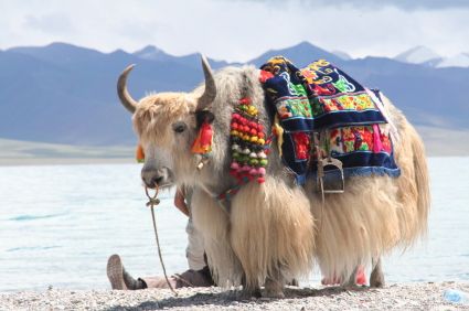 A castrated male yak is called a yak. An intact male (bull) is called a boa while a female (cow) is called a dri. Kendo, Large Animals, Photo Reference, Mongolia, Animal Photo, Creature Design, Pretty Cool, Tibet, Beautiful Creatures