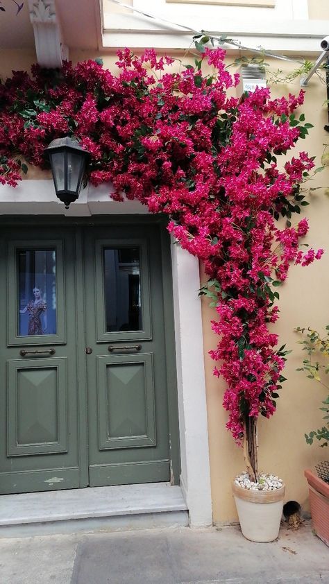 Bougainvillea Balcony, Patio Interior, Creative Gardening, House Plants Decor, Balcony Design, Humble Abode, Bougainvillea, Balcony Decor, Balcony Garden