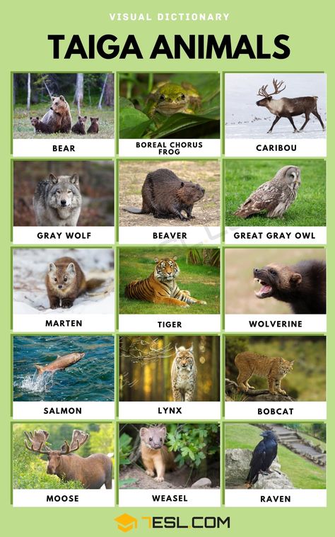 Taiga Animals Japanese Wildlife, Taiga Biome, Asian Black Bear, Kids Facts, Crab Species, Animals List, Giant Salamander, Cool Animals, Different Types Of Animals