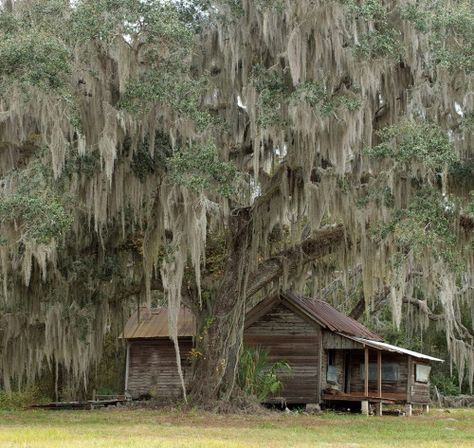 Bayou House, Native Photography, Cracker House, Florida Images, Front Porch Swing, Florida Girl, Deep South, Old Farm Houses, Spanish Moss