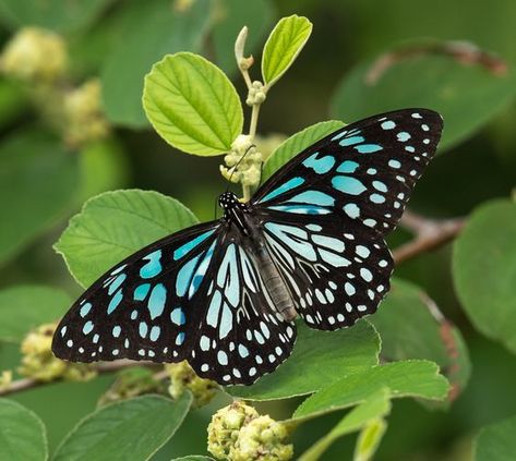 Tiger Butterfly Tattoo, Tiger Butterfly, You Give Me Butterflies, Butterfly Species, Blue Tiger, Butterfly Pictures, Blue Tigers, Rare Birds, Green Butterfly