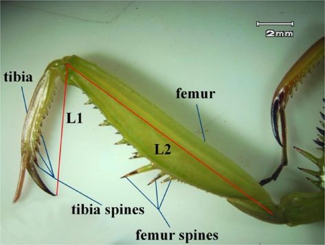 Mantis Claw, Praying Mantis Photography, Praying Mantis Anatomy, Praying Mantis Reference, Praying Mantis Oc, Mantis Oc, Praying Mantis Life Cycle, Prey Mantis, Skeleton Muscles