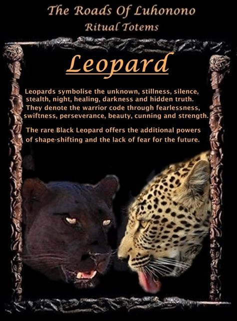 Leopard Spirit Animal Meaning, Leopard Meaning, Leopard Symbolism, Leopard Spirit Animal, Animal Totem Spirit Guides, Spirit Animal Meaning, Animal Meanings, Spirit Animal Totem, Animal Spirit Guide