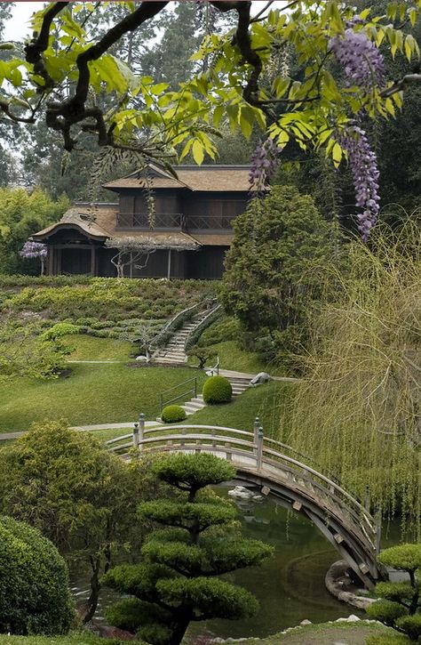 Japanese Garden with wisteria (3-18-13) | The wisteria is ju… | Flickr Wisteria Garden, Huntington Library, Japanese Tea Garden, Mont Fuji, Library Art, Asian Garden, Backyard Fire, Zen Garden, Life Design