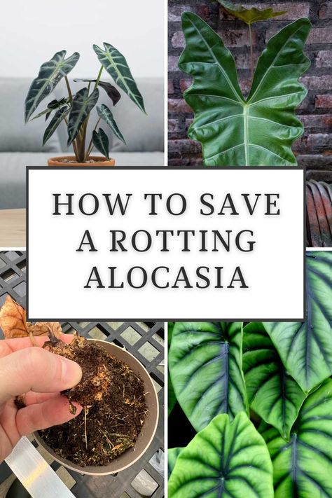 how-to-save-a-rotting-alocasia Alocasia Polly, Toxic Plants For Cats, Alocasia Plant, Dream Patio, Plant Mama, Jungle Gardens, Household Plants, Root Rot, Dream Yard