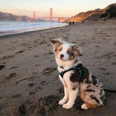 Brown And White Australian Shepherd, Corgi Aussie Mix, Australian Shepard Mix, Laika Dog, Dogs Corgi, Aussie Puppy, Dream Puppy, Dogs Images, Aussie Dog