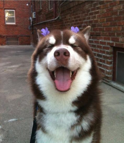 Flowers in her hairrrrrr, flowers everywherrrrrrre. Brown Husky, Funny Dog Pictures, Cute Creatures, Animals Friends, Dog Pictures, I Love Dogs, Funny Dogs, Animal Pictures, Cute Puppies