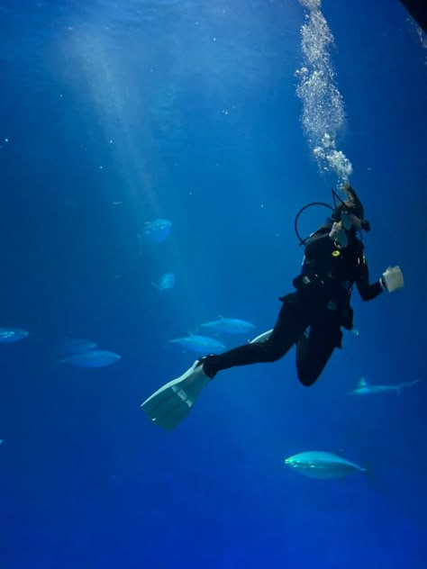 Aesthetic Scuba Diving Pictures, Diving Aesthetic, Scalloped Hammerhead, Hobbies Aesthetic, Aussie Beach, Marine Photography, Scuba Diving Pictures, Children Of The Sea, Greek Islands Vacation