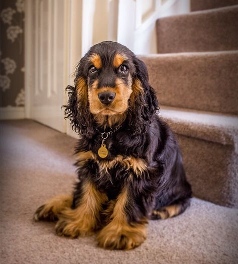 Young cocker spaniel - gorgeous pup! English Cocker Spaniel Puppy, Tan Cocker Spaniel, Cute Animals Kissing, English Cocker Spaniel Puppies, Cute Puppy Names, Cocker Spaniel Puppy, Black Cocker Spaniel, Spaniel Breeds, American Cocker Spaniel